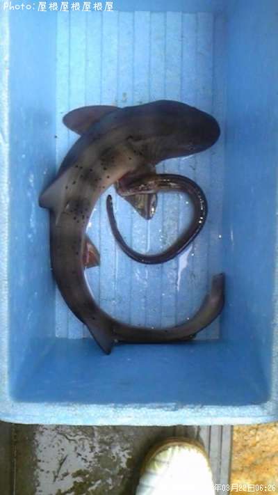 ����ȥ��ʥ�