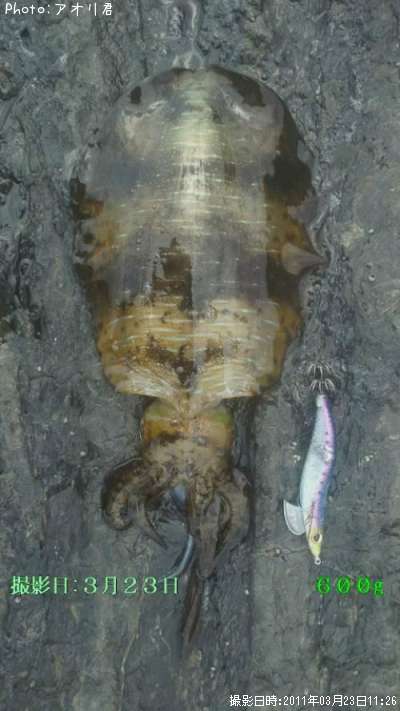 �����ꥤ��