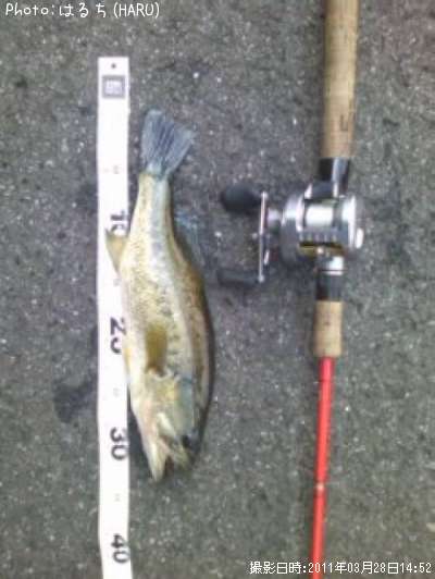 �֥�å��Х�