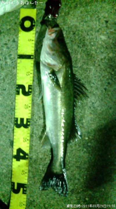 �����Х�