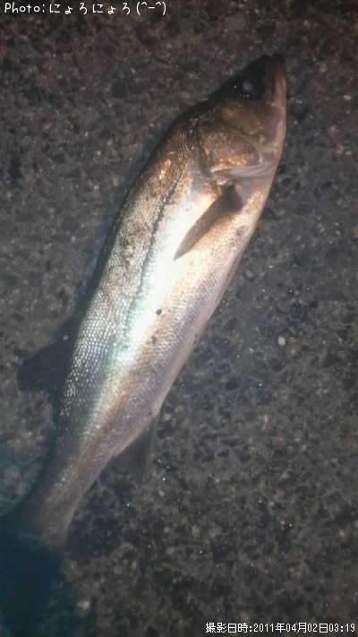 �ʡ����˥����Х�