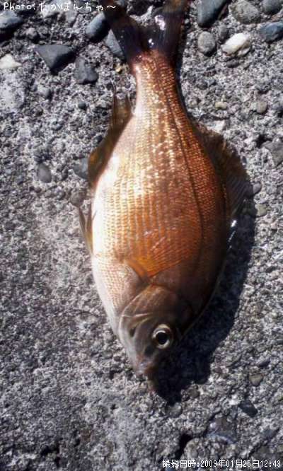 ���ߥ��ʥ�