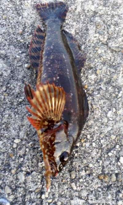 �����ʥ�