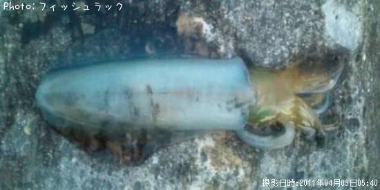 �����ꥤ��