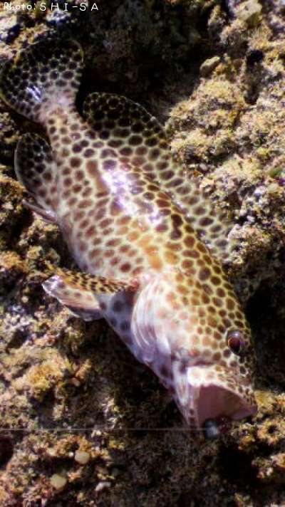 �����ߡ��Х�