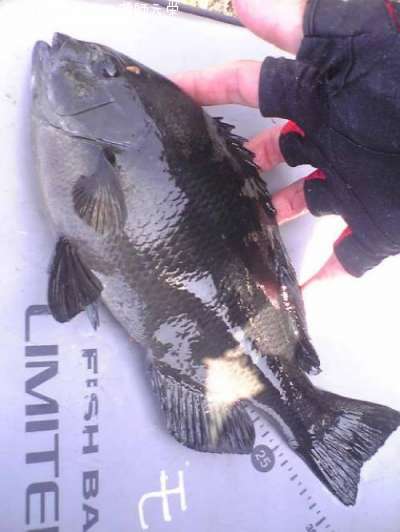 �����᥸��