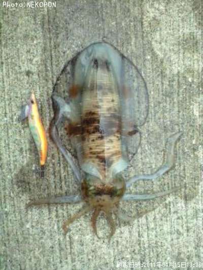 �����ꥤ��