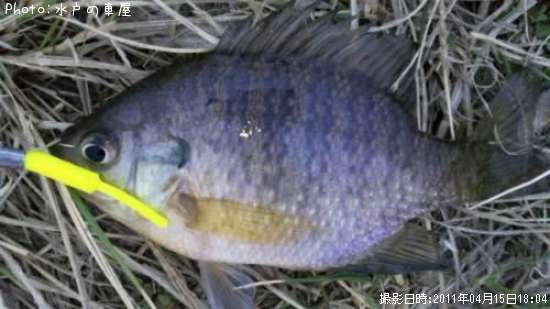 ø���Х�ʾС�