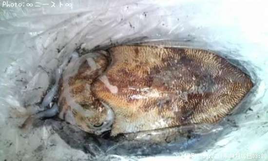 ���֥���