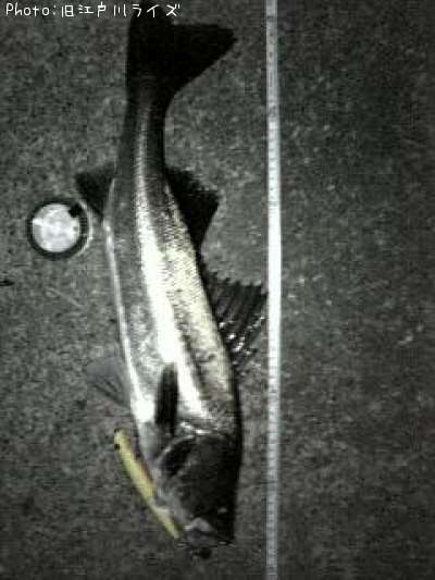 �����Х�