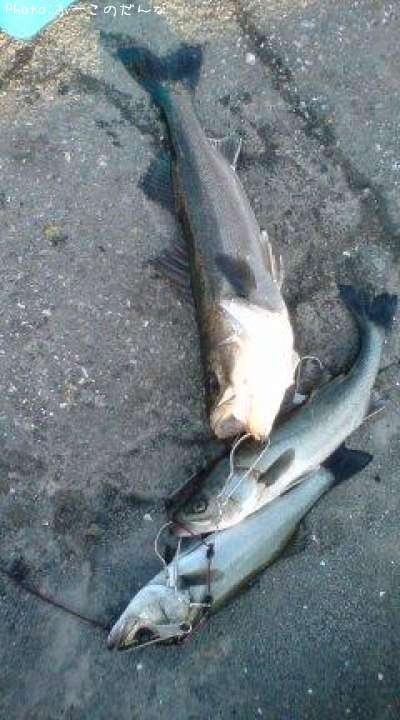 �����Х�