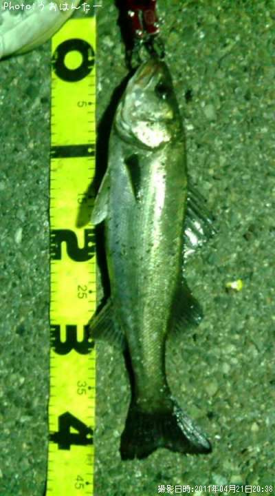 �����Х�