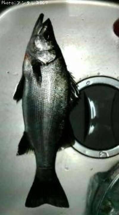 �ҥ饹����