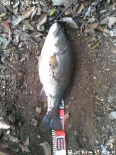 �֥�å��Х�