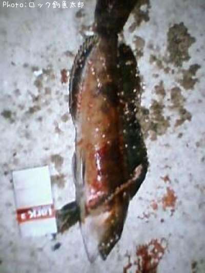 �����ʥ�