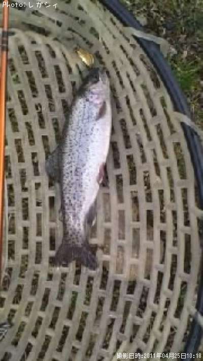 �쥤��ܡ��ȥ饦��