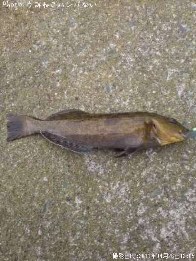 �����ʥ�