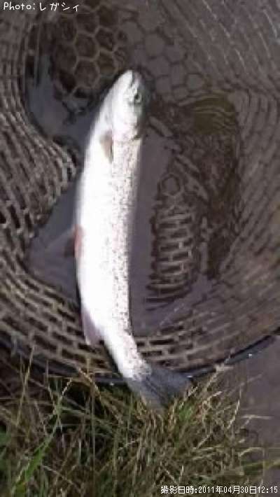 �쥤��ܡ��ȥ饦��