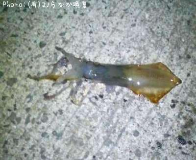 ����ᥤ��