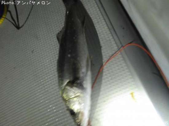 �����Х�