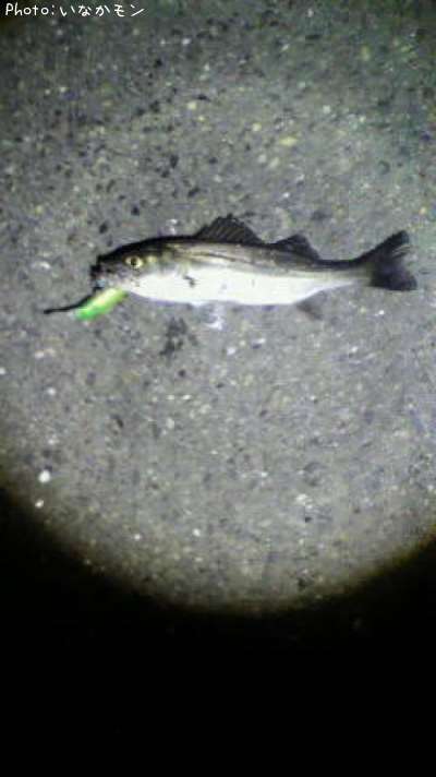 �����Х�