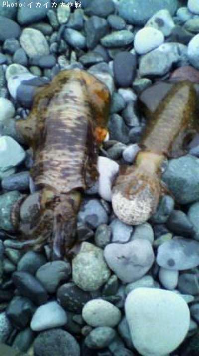 �����ꥤ��