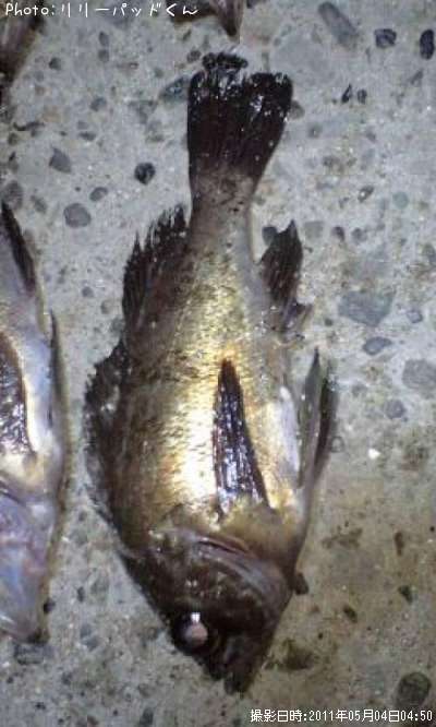 ��Х����