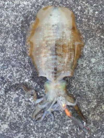 �����ꥤ��