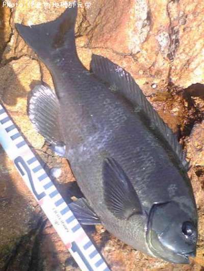 �����᥸��