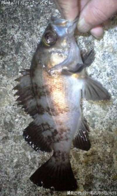 ��Х����