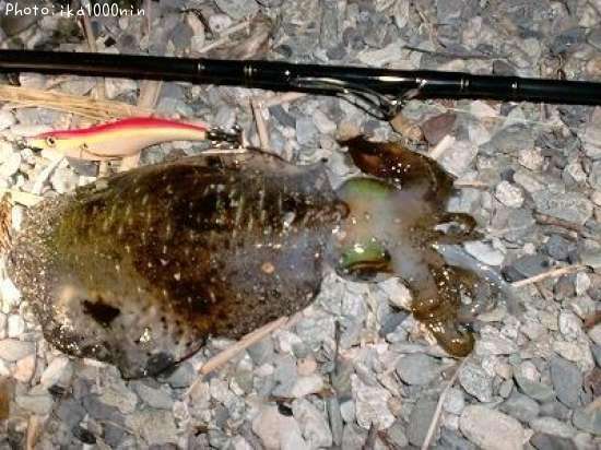 �����ꥤ��