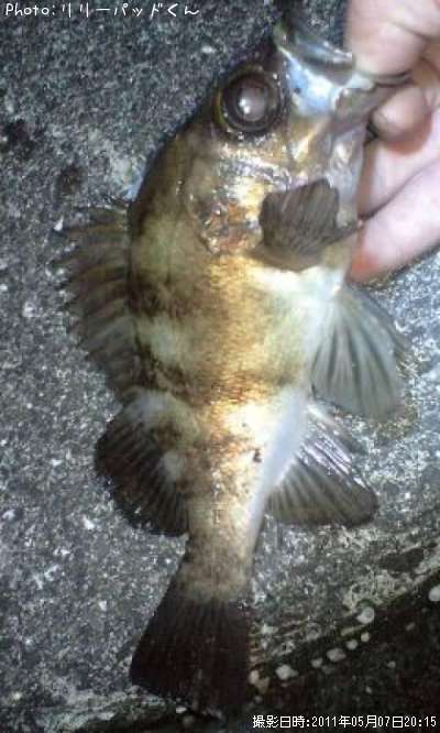 ��Х����