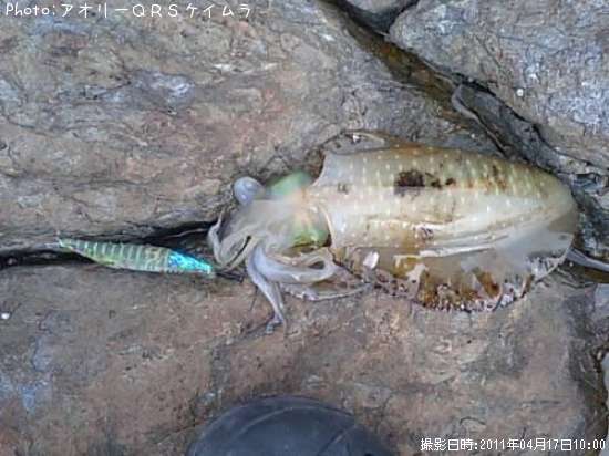 �����ꥤ��