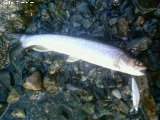 �ҥ��ꥢ��ޥ�