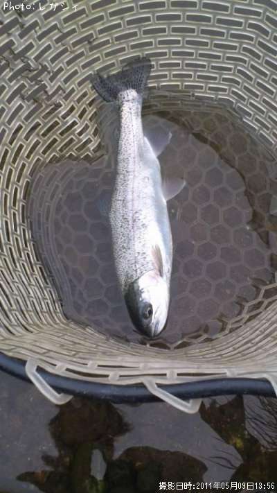 �쥤��ܡ��ȥ饦��