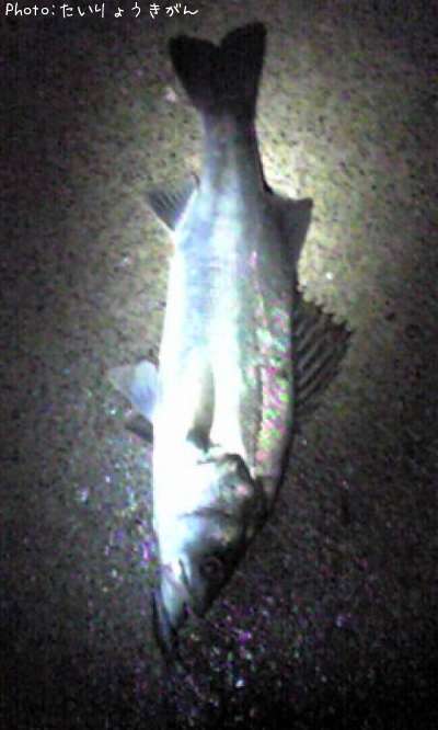 �����Х�