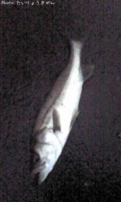 �����Х�