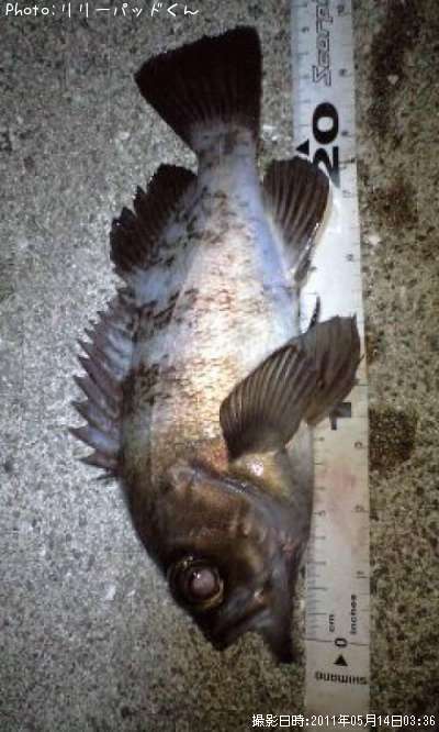 ��Х����