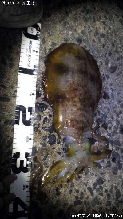 �����ꥤ��