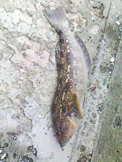 �����ʥ�