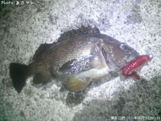 ������Х�