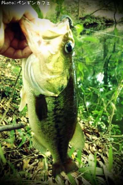 �֥�å��Х�