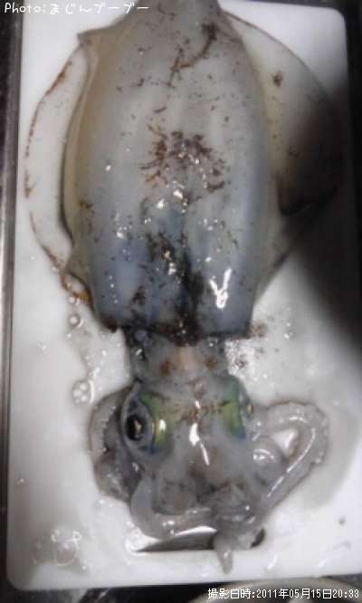 �����ꥤ��