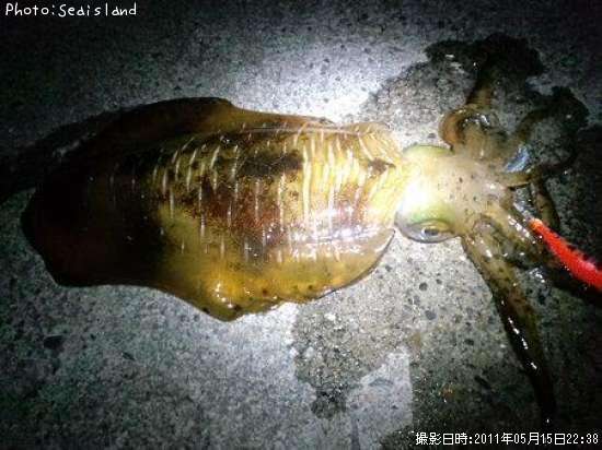 �����ꥤ��