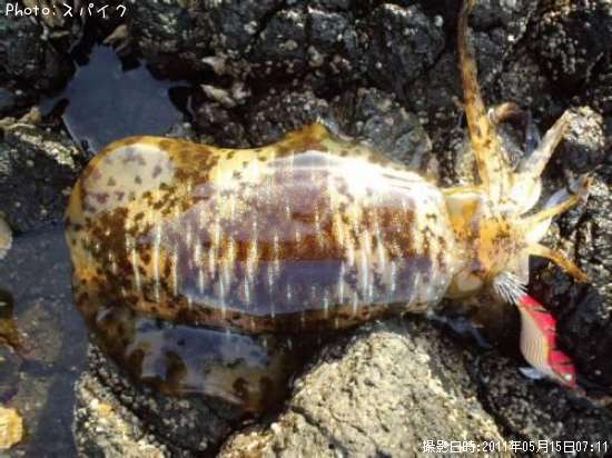 �����ꥤ��