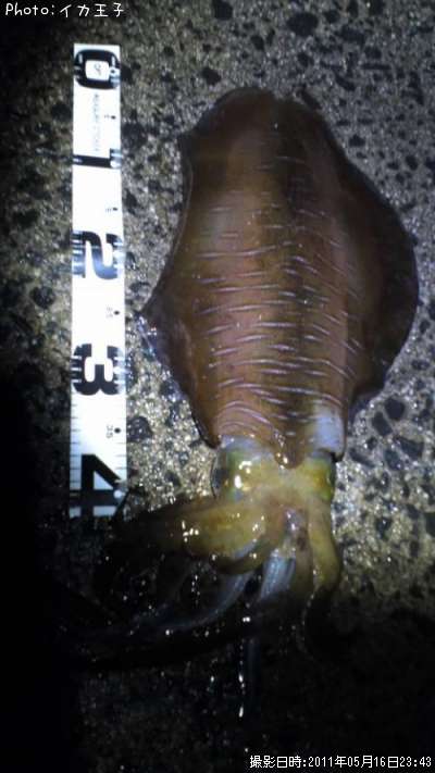 �����ꥤ��