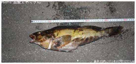 �����ʥ�