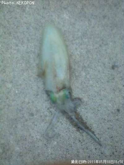 �����ꥤ��