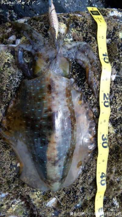 �����ꥤ��