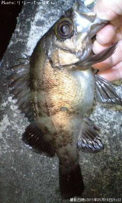 ��Х����